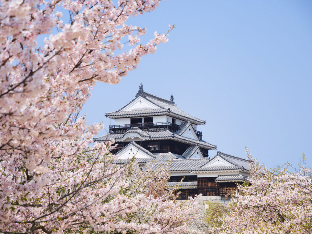 満開の桜と松山城